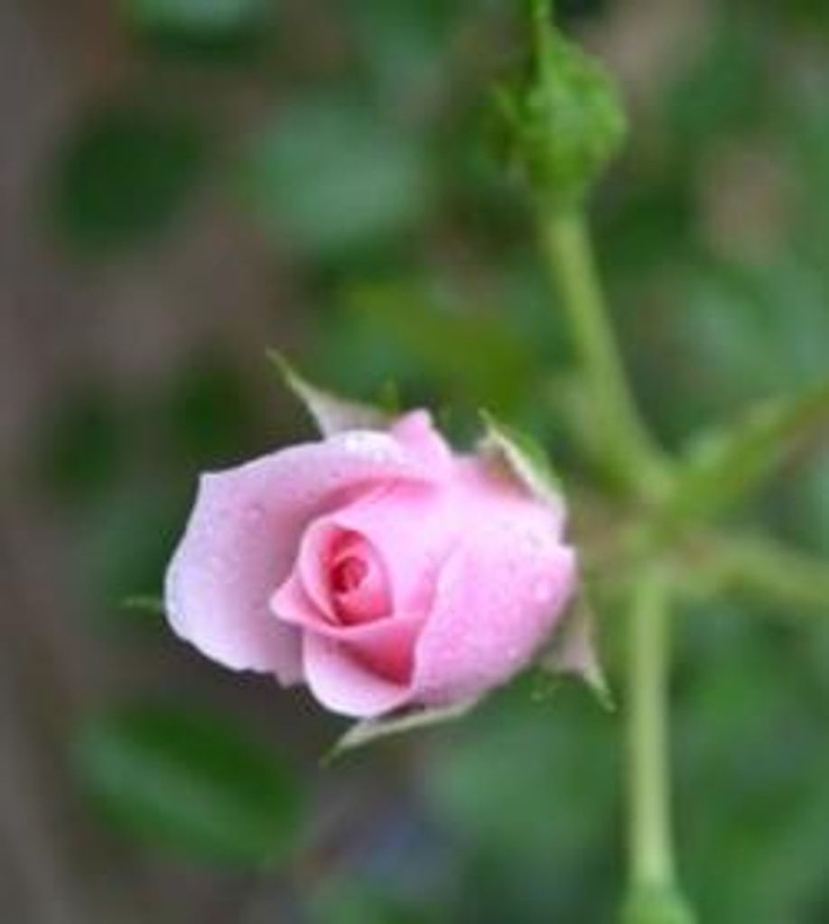 Annie Ruth Starnes Helms