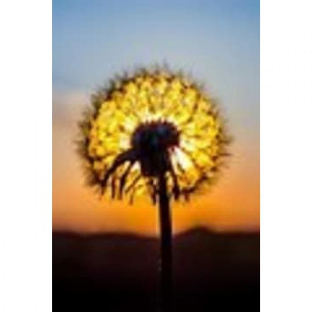 Cynthia M Hoover Profile Photo