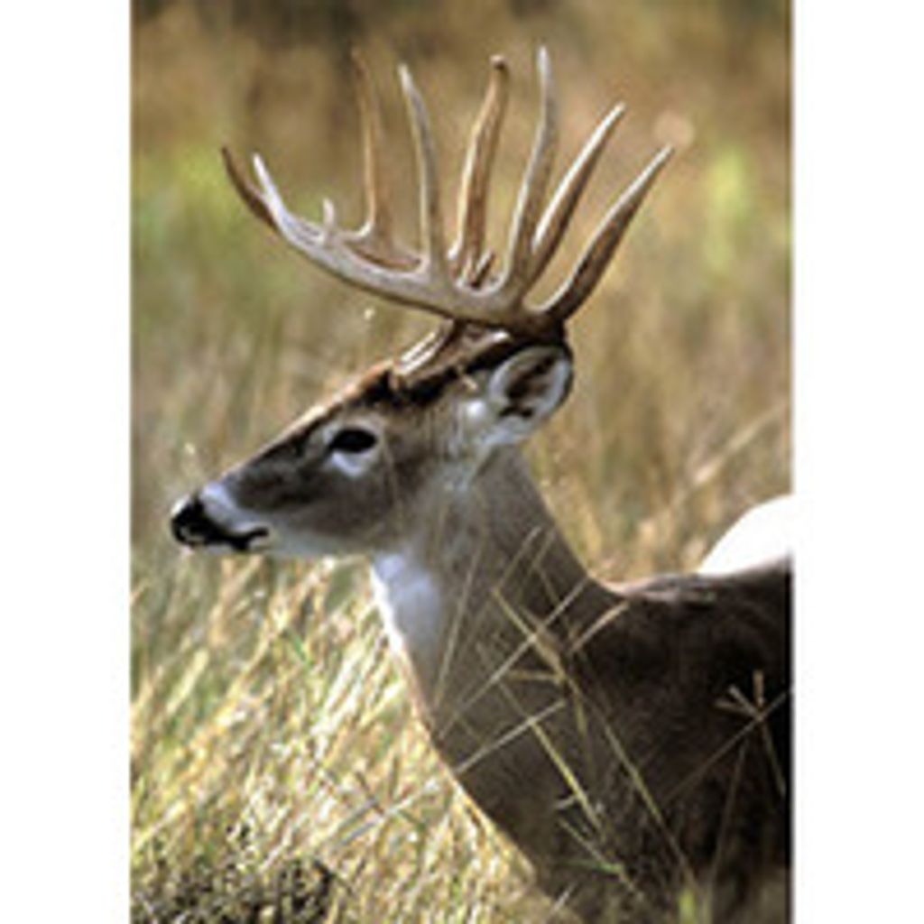 Mark Fortman Profile Photo