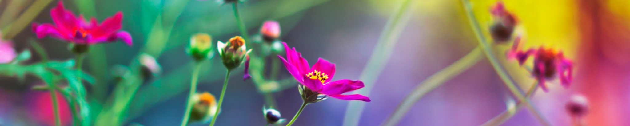 Cover photo for Lucille Flowers's Obituary