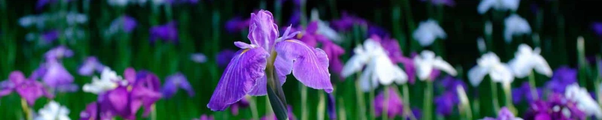 Cover photo for Irene Louise Kenning's Obituary