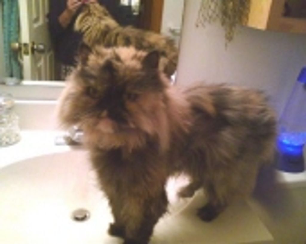 Fluffy Rosema Profile Photo