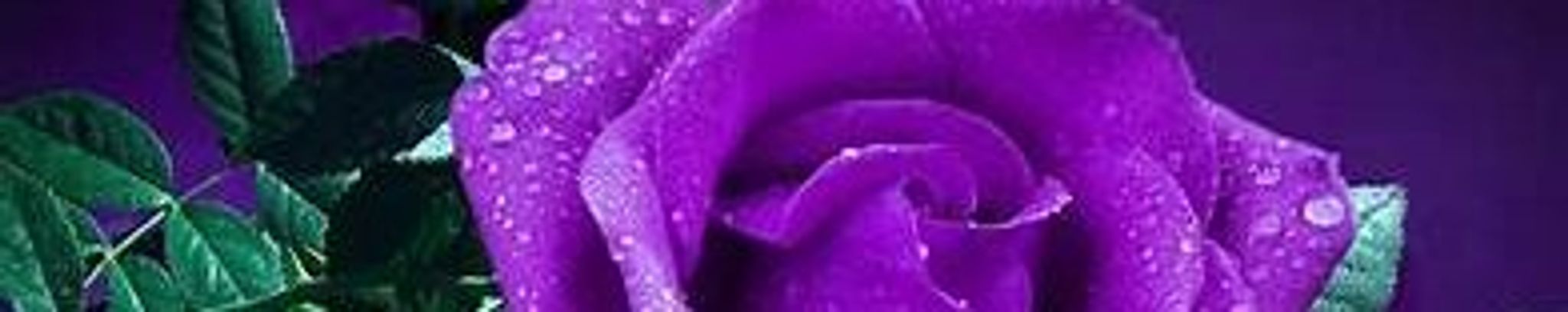 Cover for Joanne Rose's Obituary