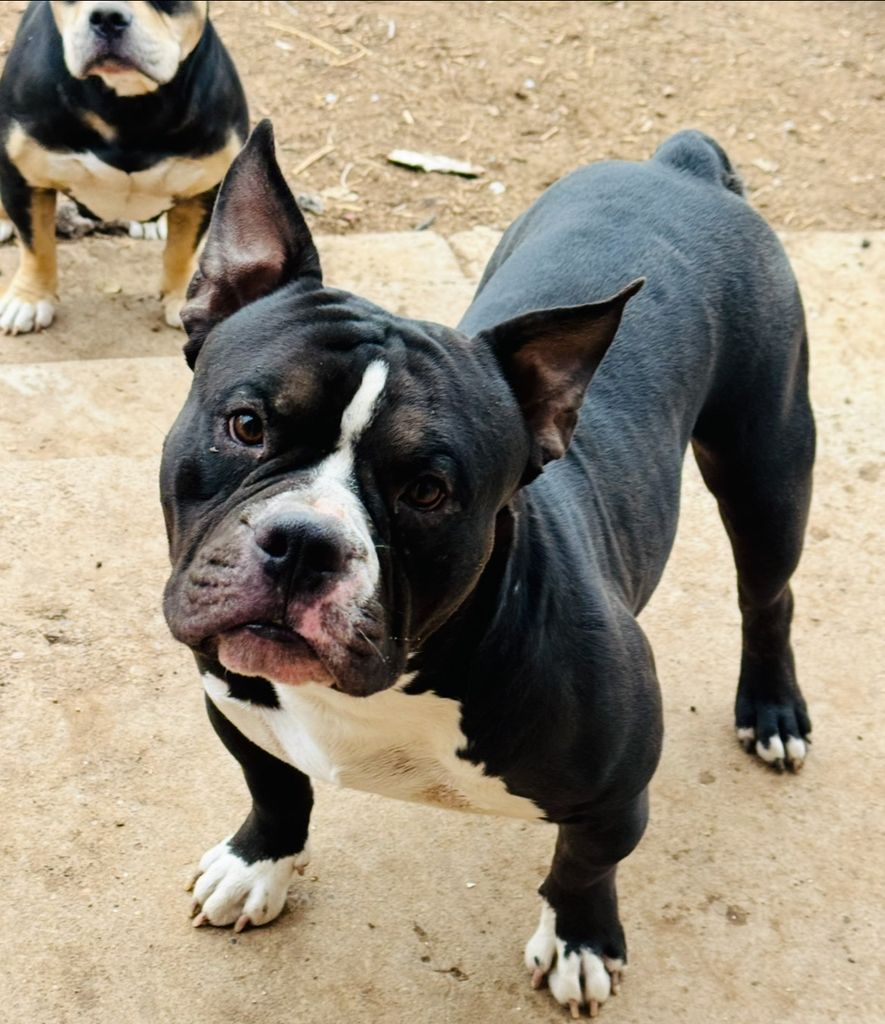 Cerberus Profile Photo