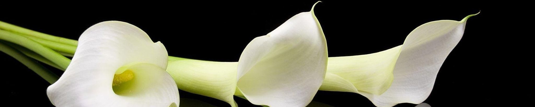 Cover for Carrie Miller Raiford's Obituary