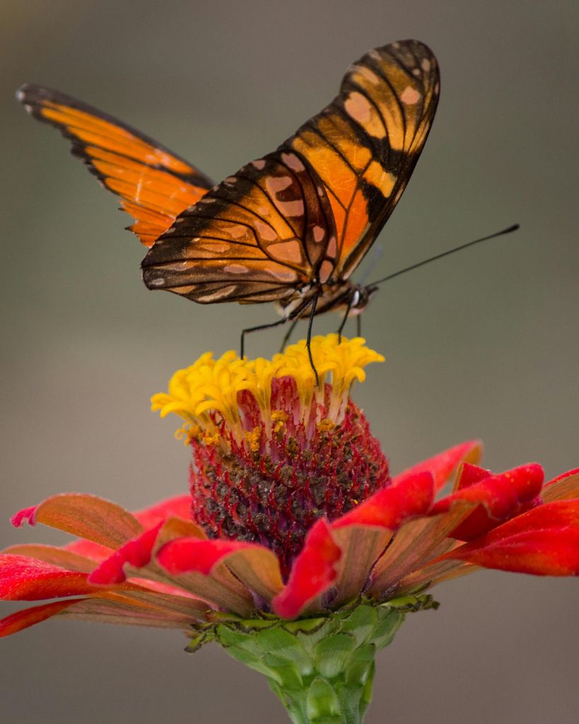 Mahalia Gayle Deans Jacobs Profile Photo