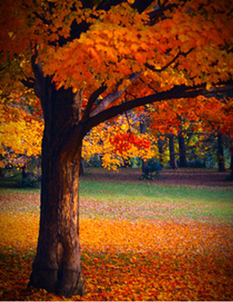 Vicki Lynne (Harcourt) Campbell