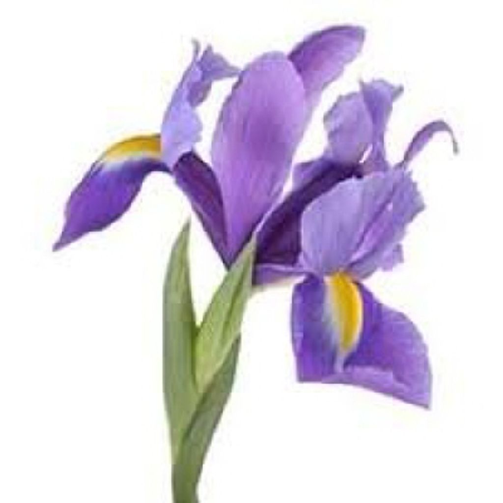 Doris J. King Profile Photo