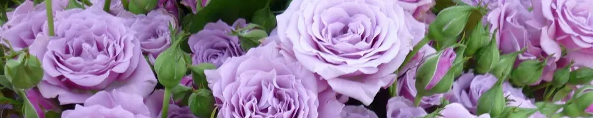 Cover for Marlene Ann Cawthra's Obituary