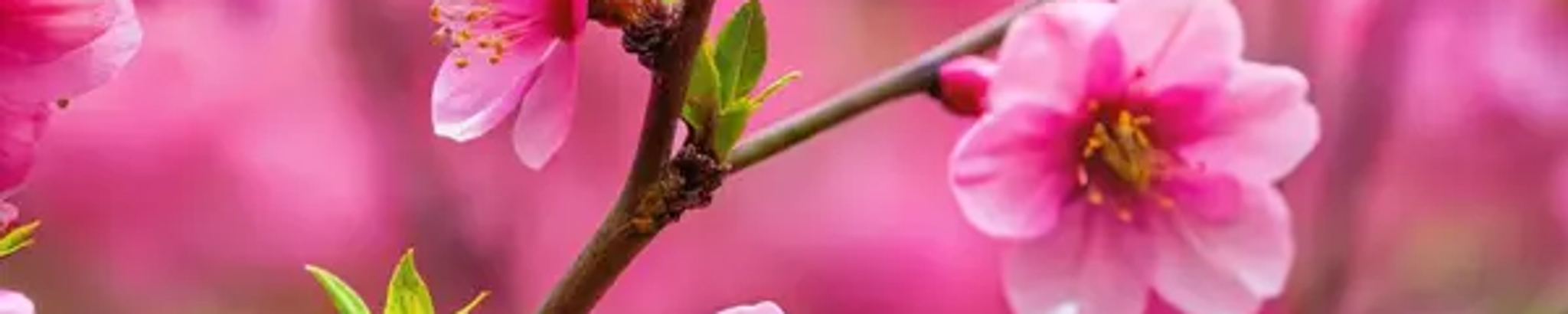 Cover for Glazella Collier's Obituary