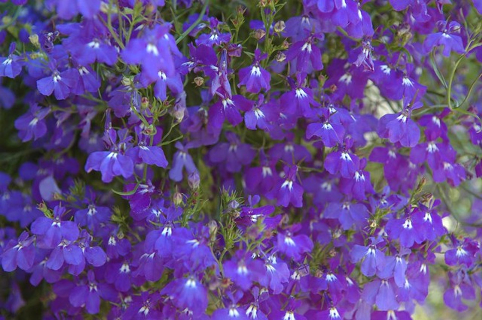 Cover photo for Stephanie Matilda Matthews Smith's Obituary