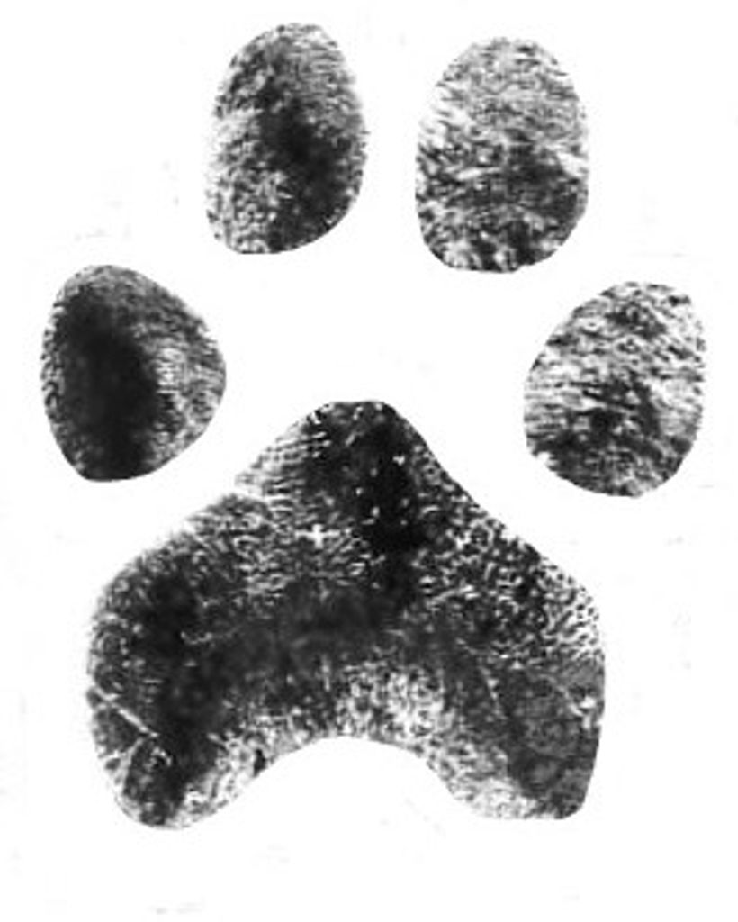 PheeBee Ross Profile Photo