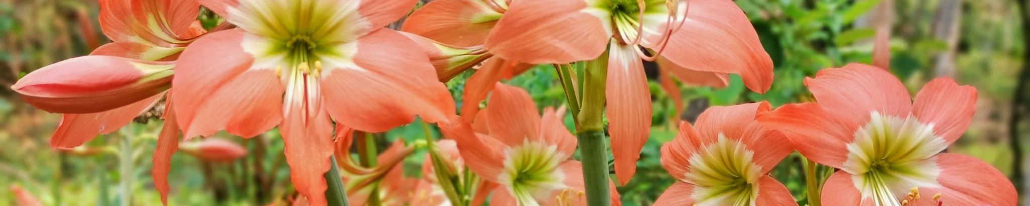 Cover for Alice K. Walker's Obituary