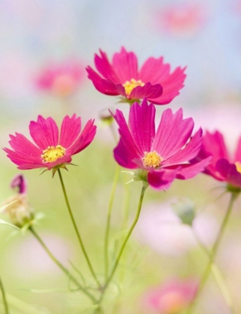 Phyliss Ann Cort Profile Photo