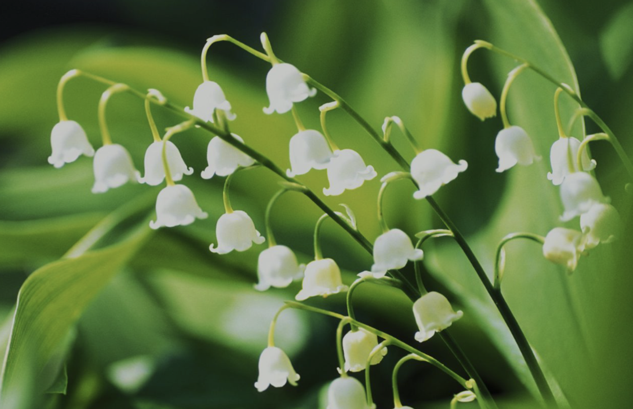 Cover for Phyllis Ruth Chretien's Obituary