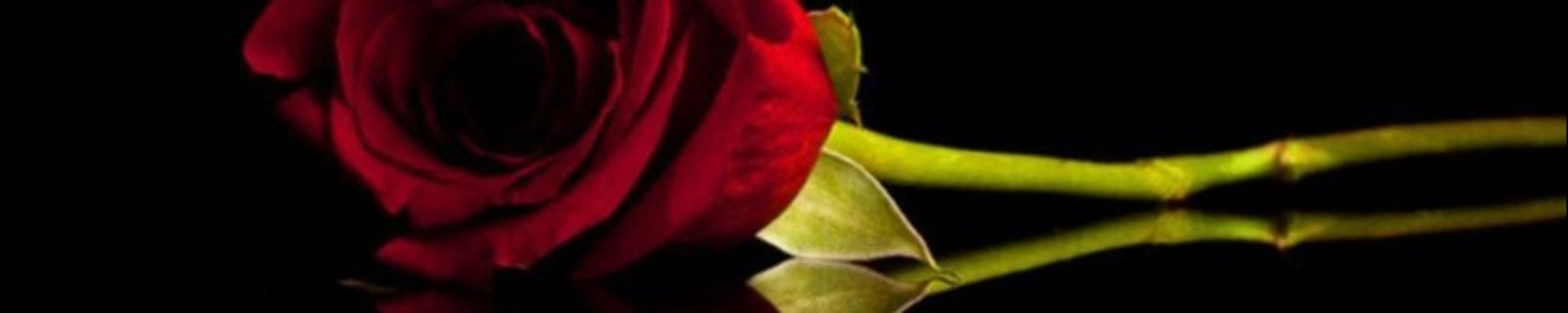 Cover photo for Lynsey C. Vaughn's Obituary