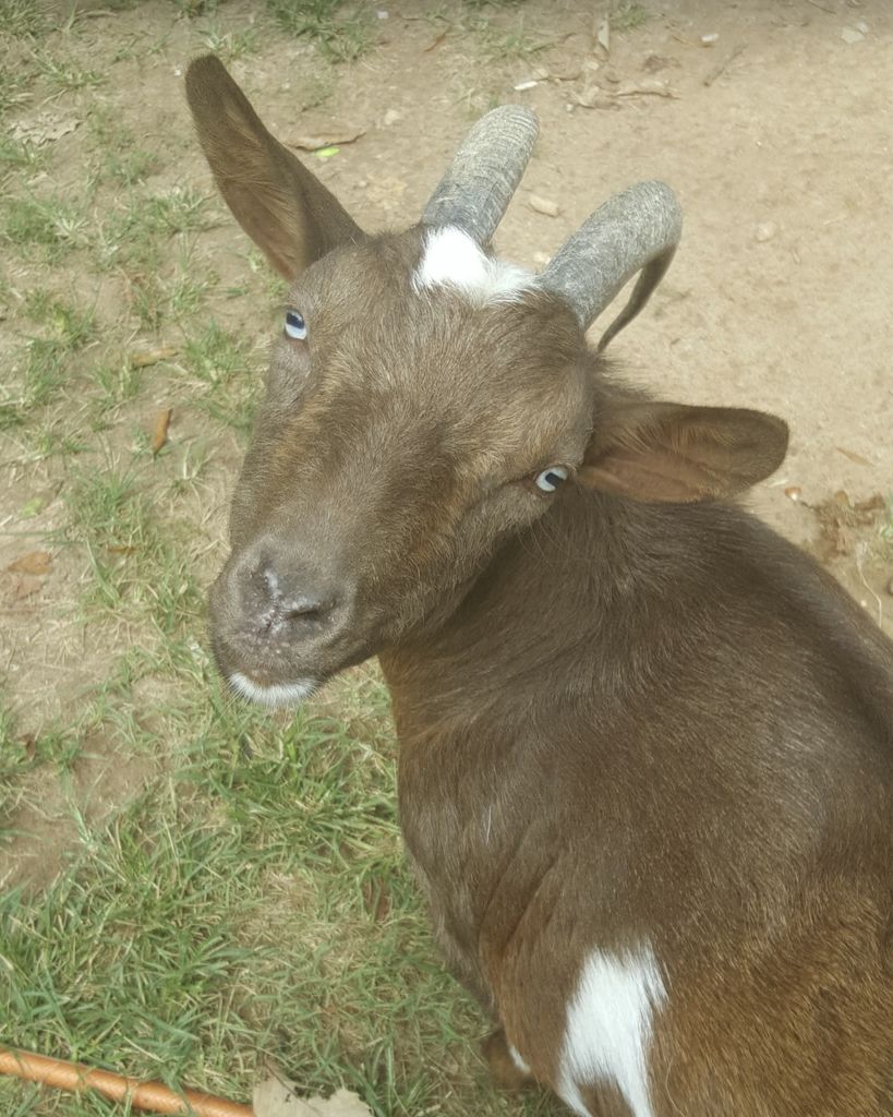 Buttercup Hamilton