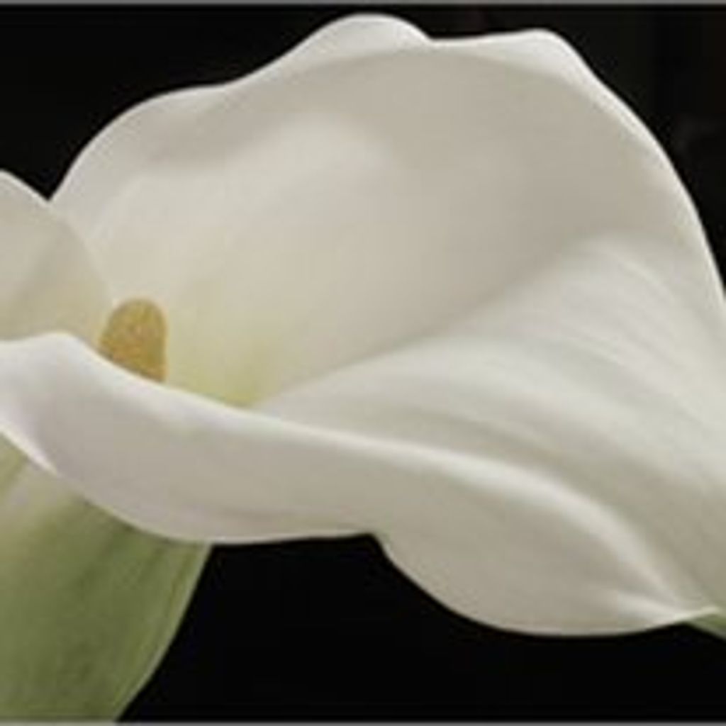 Myrtle R. Heindel