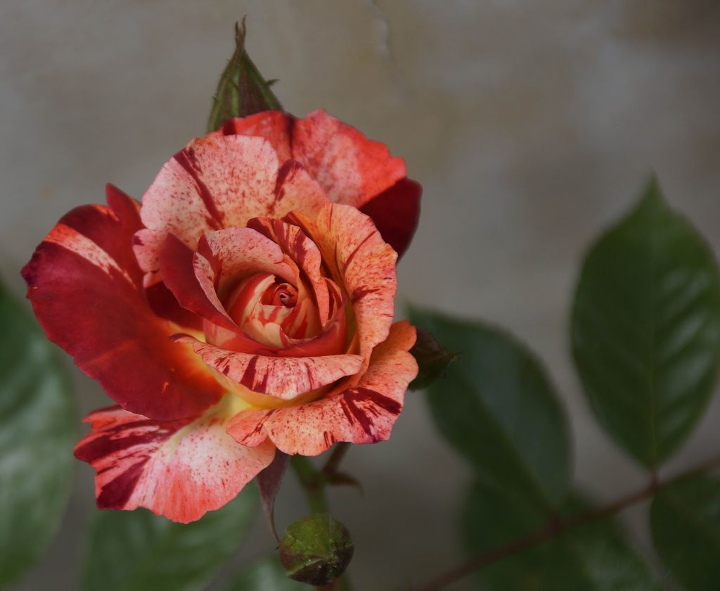 Sarah Goen Profile Photo