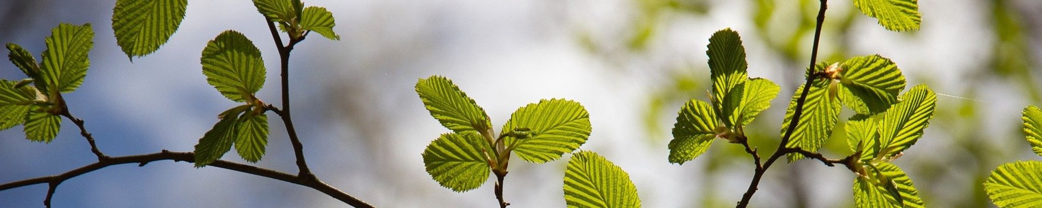 Cover for Anna Virginia Morris's Obituary