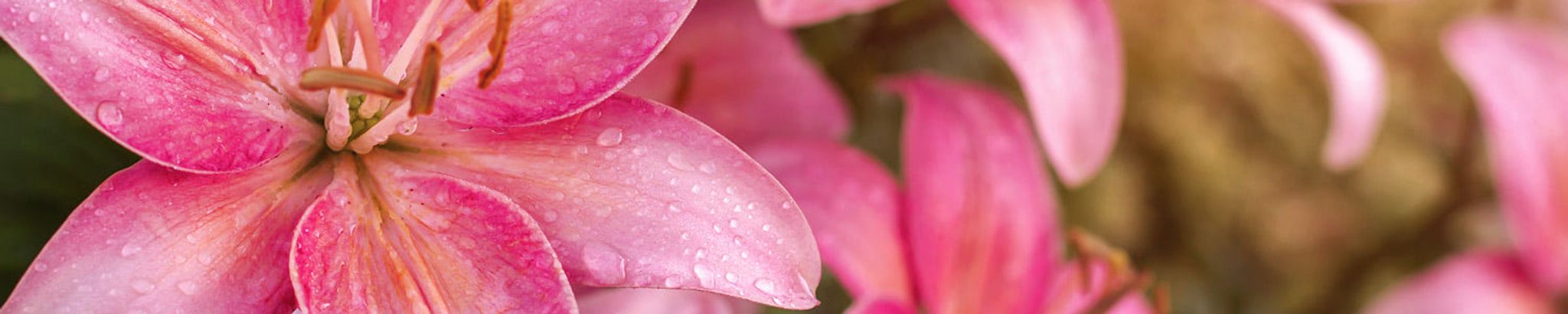 Cover for Dianne Thiemann's Obituary