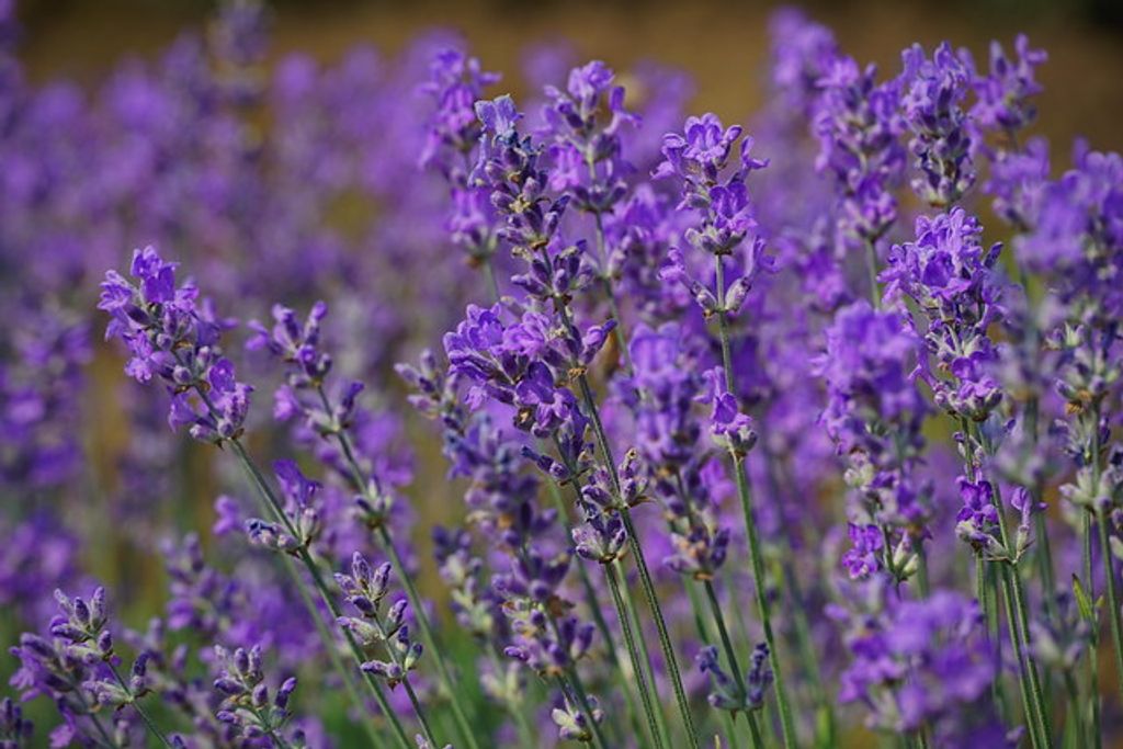 Betty Jean Middleton