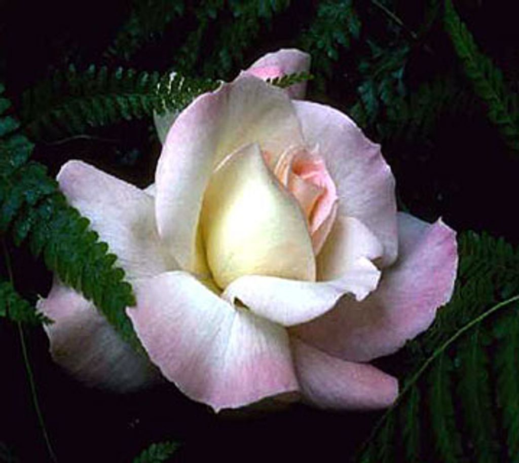 Hannah Louise Telford Briner Profile Photo