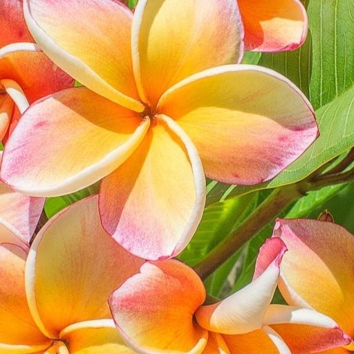 Sara Ann Dean Profile Photo