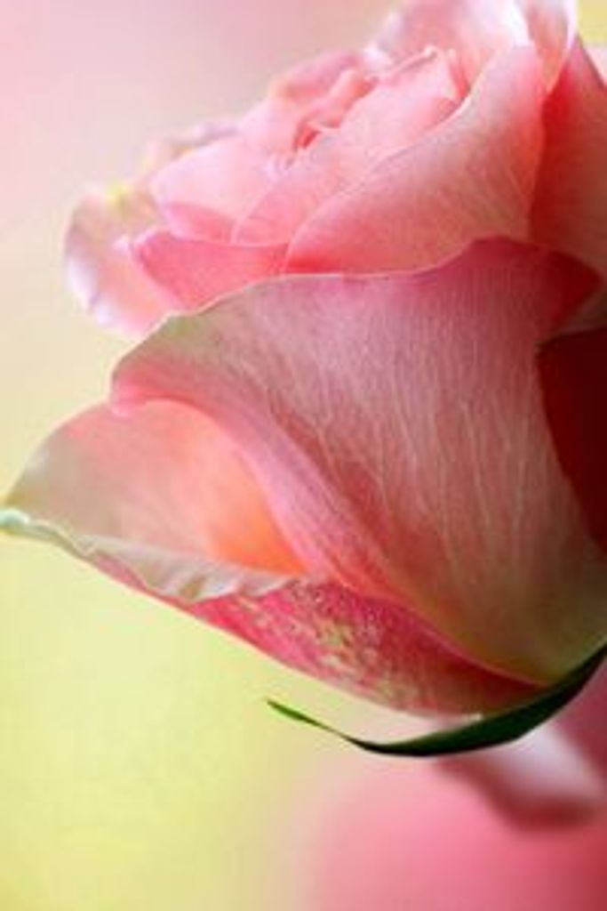 Kathy Irene Singleton Profile Photo