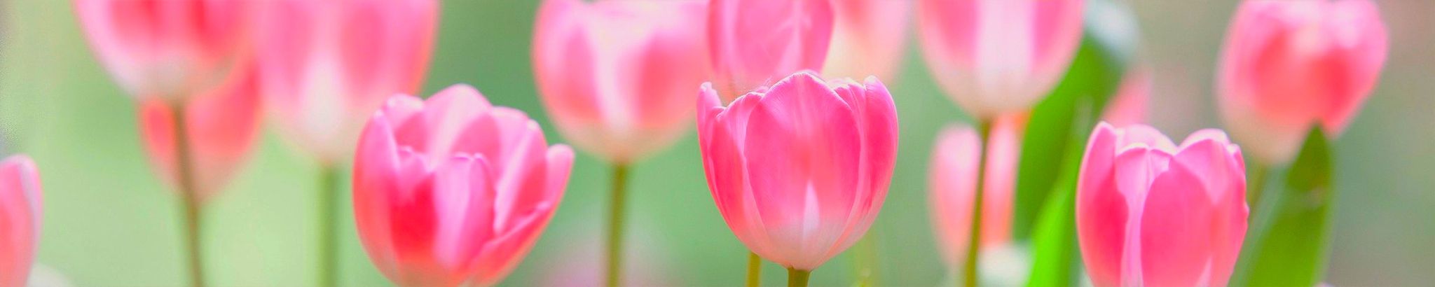 Cover for Margaret Louise Stevenson's Obituary