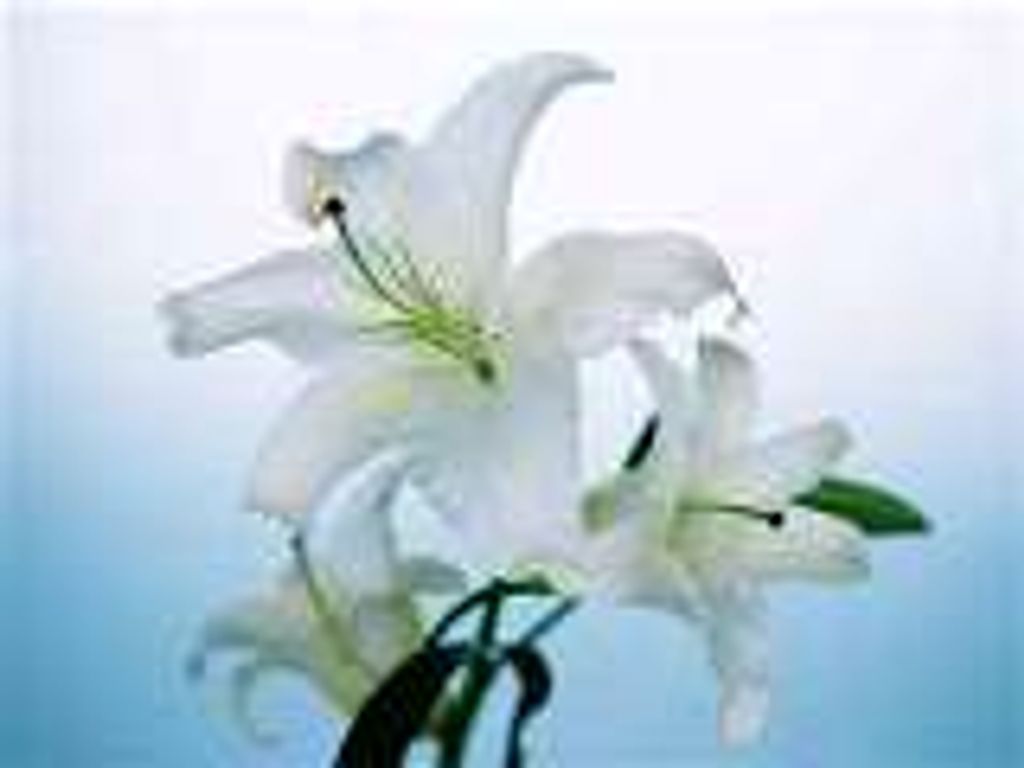 Carol "Puddy" J. (Kerschner)  Graham