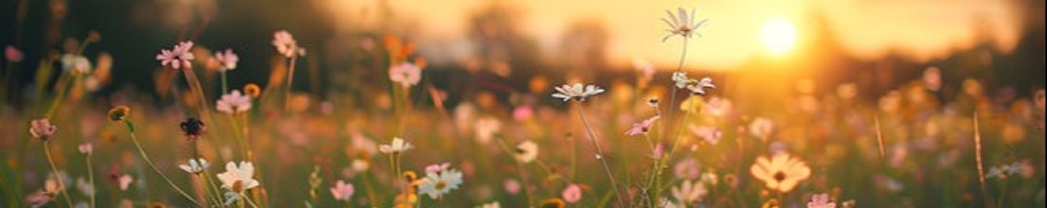 Cover photo for Virginia "Virgi" Mannstedt's Obituary