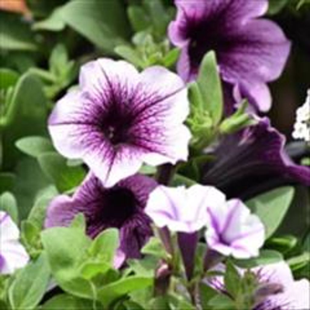 Carol Jeanette Dodge Profile Photo