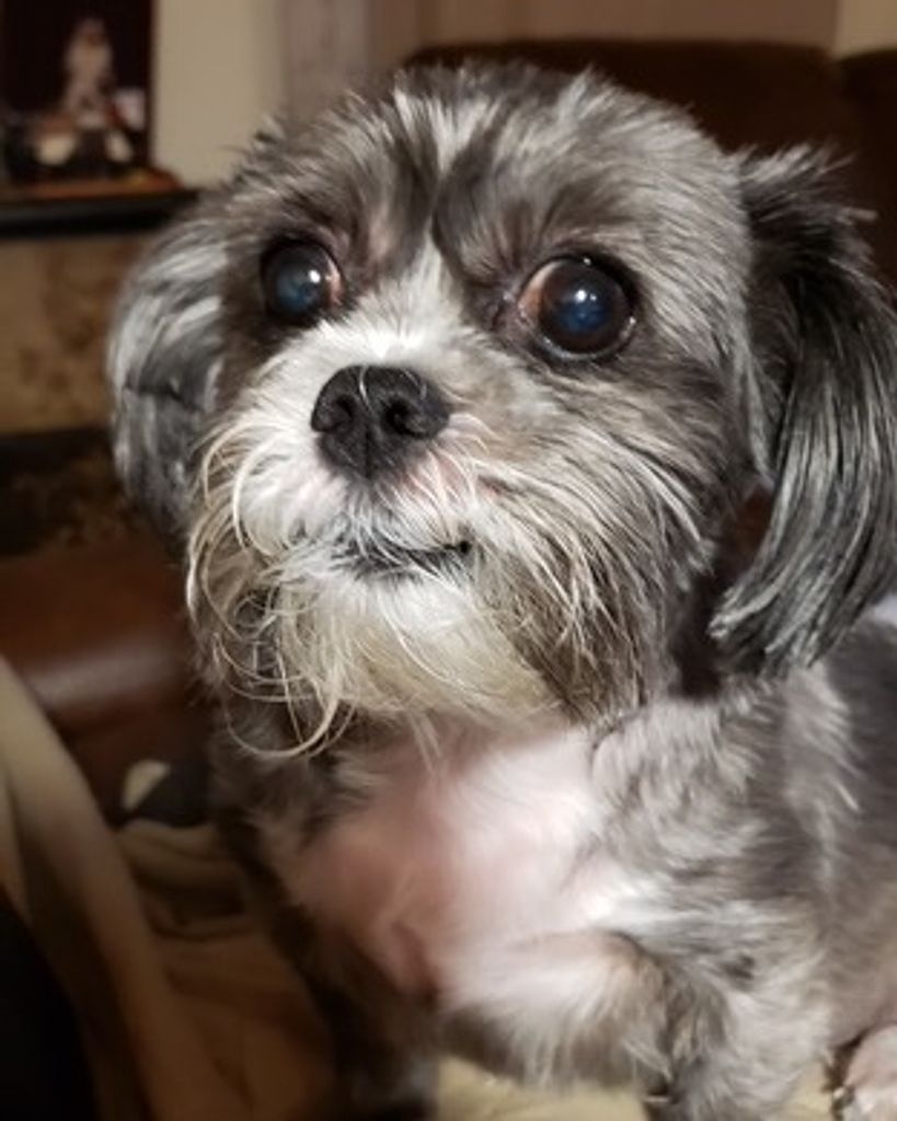 Perritto Walker Profile Photo