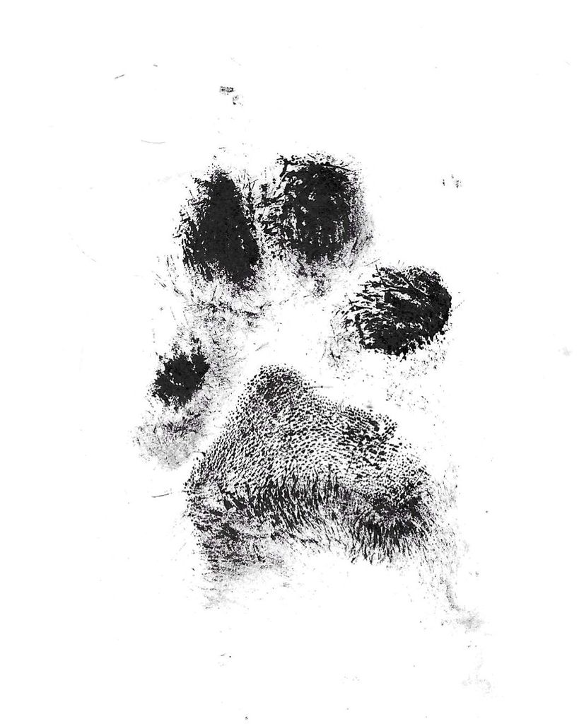 Abbie Bruscino Profile Photo