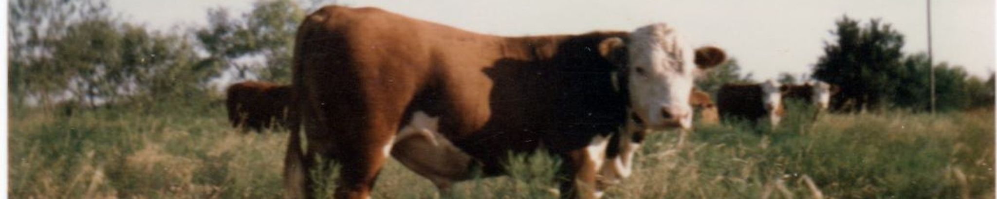 Cover photo for Bill Shepperd's Obituary