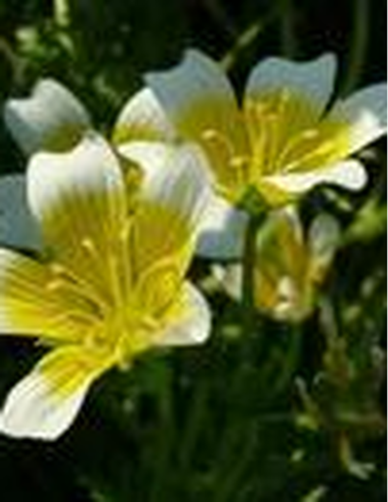 Mary Elizabeth Gallahar Teague