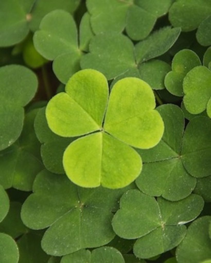 James Phillip Lashus