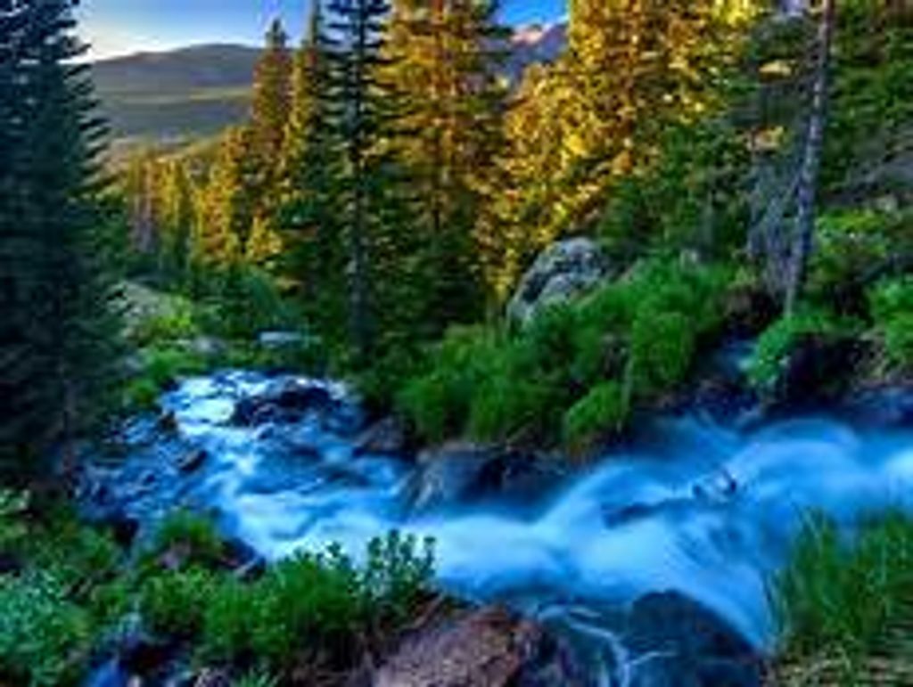 Mary Williams Profile Photo