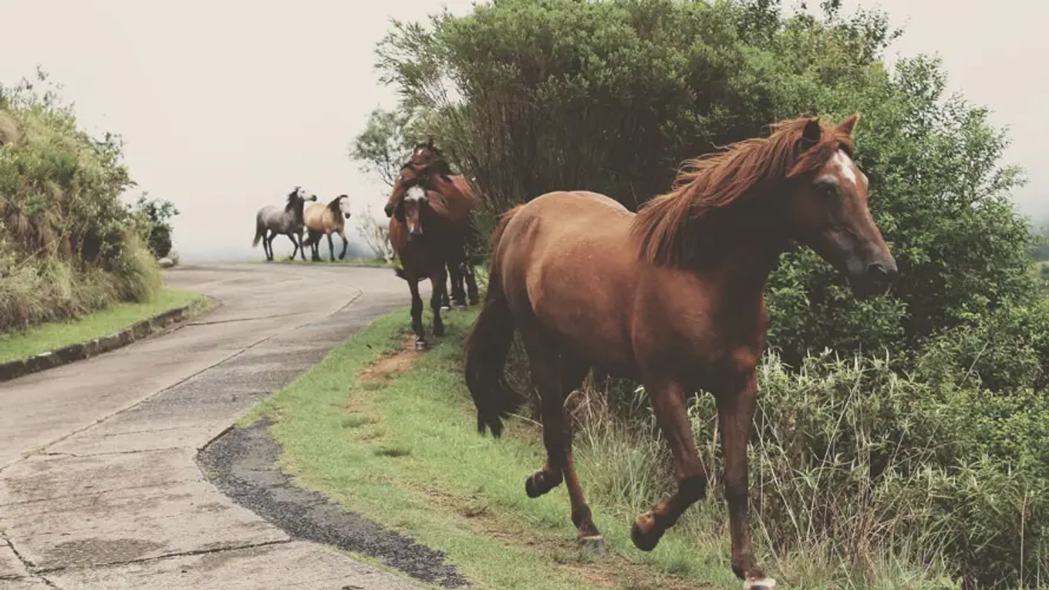 Cover for Donna Lee Shaffer's Obituary