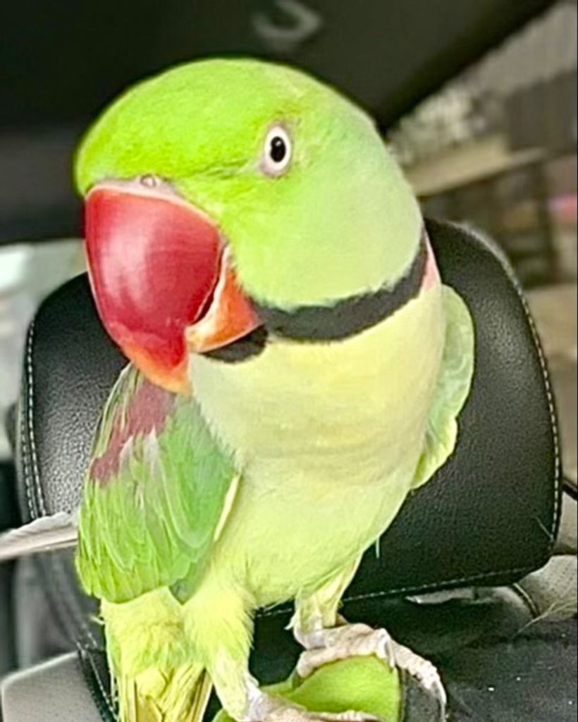 Yoshi Tanner