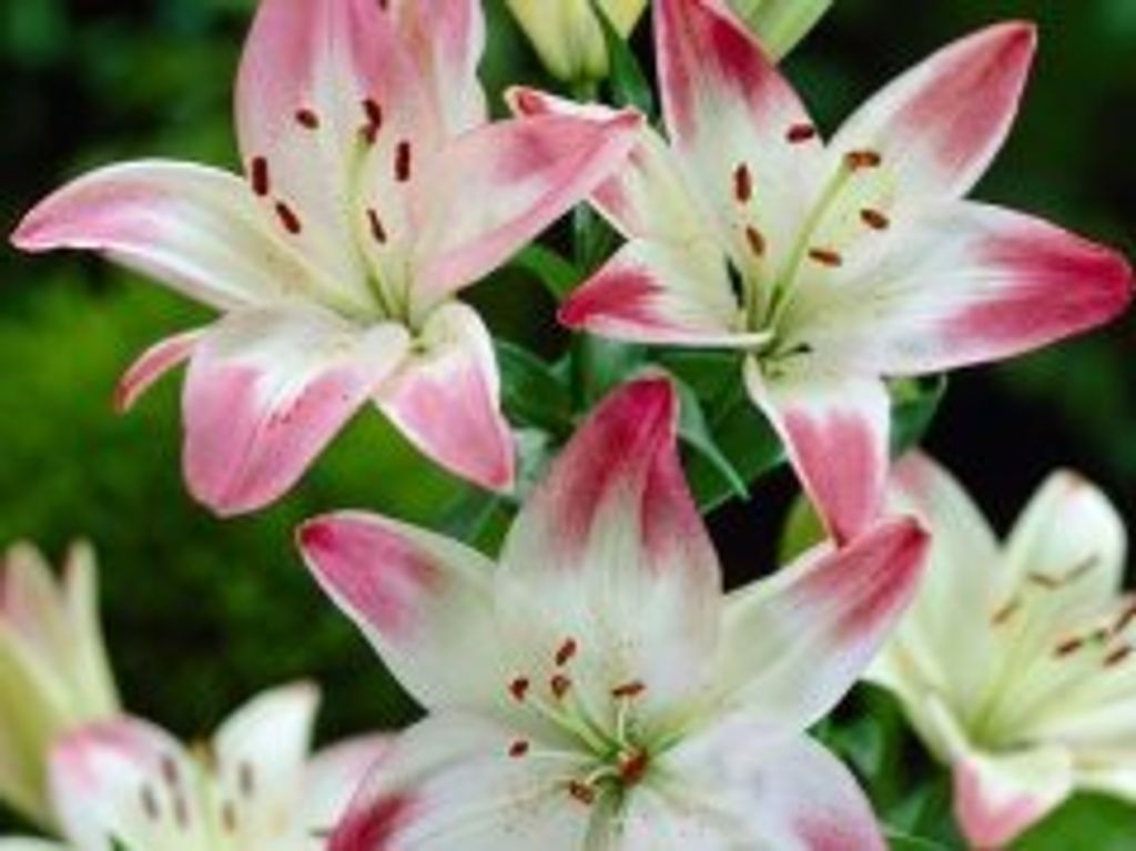 Linda Whitworth