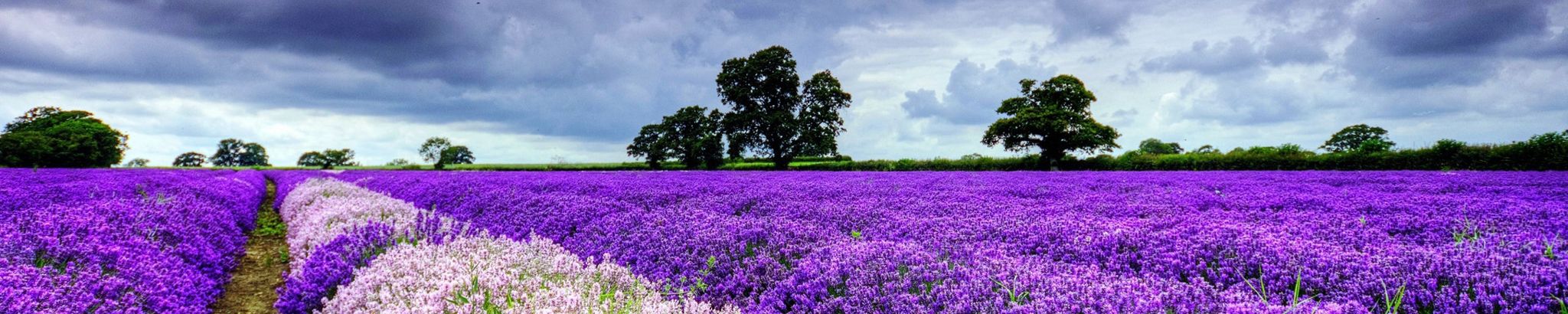 Cover for Karen M. Pacheco's Obituary