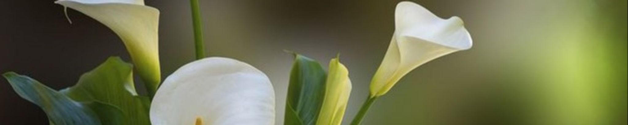 Cover photo for Patricia Ann Plott's Obituary