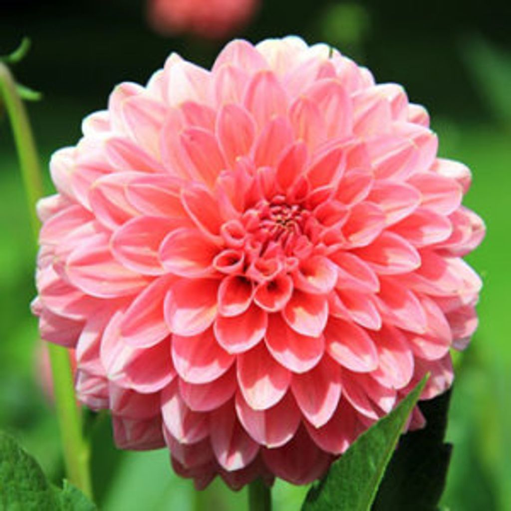 Elizabeth Blevins Profile Photo