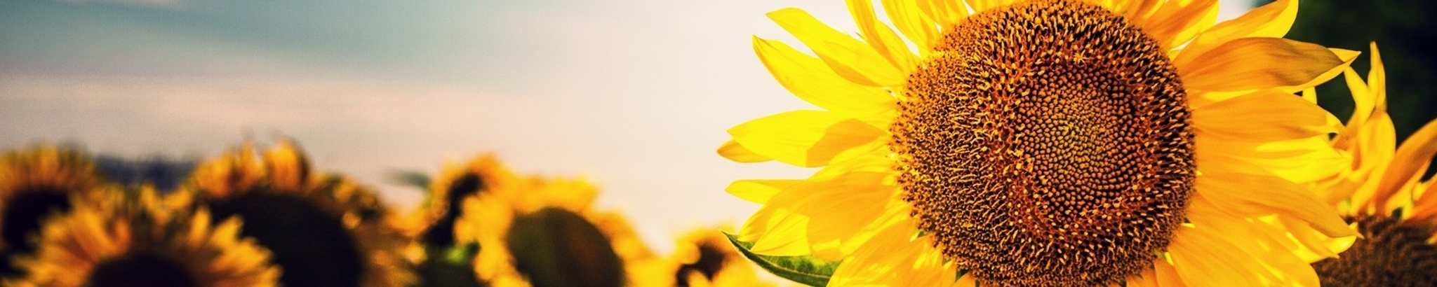 Cover photo for Barbara Ann Burton's Obituary