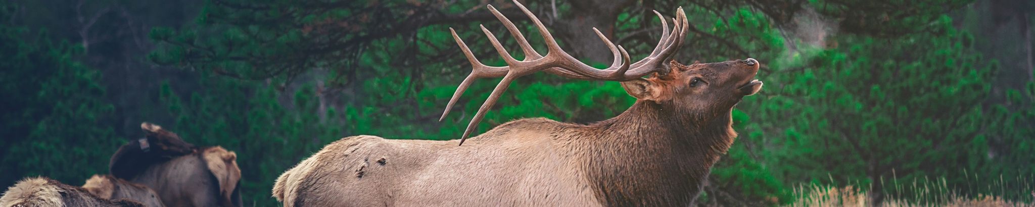 Cover for Robert "Bob" Anderson's Obituary