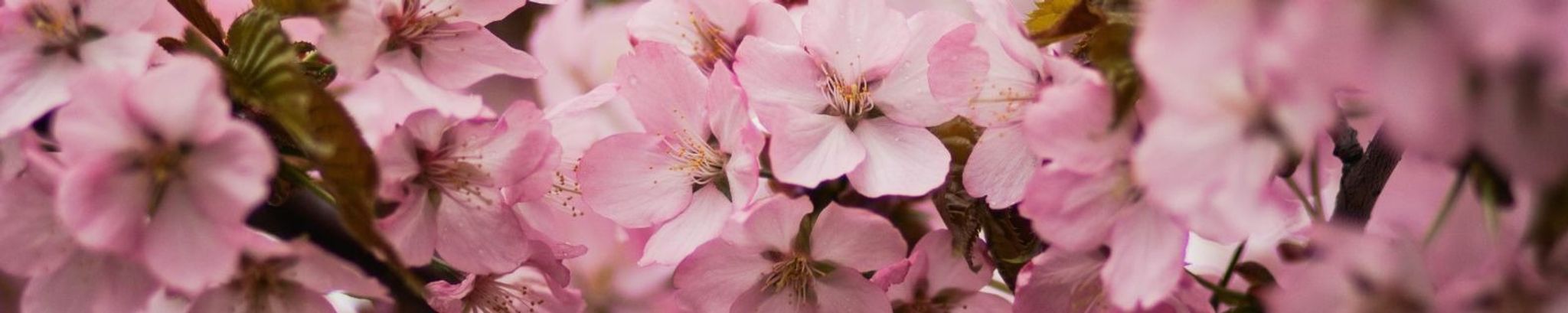 Cover photo for Barbara "Karen" Patrick's Obituary