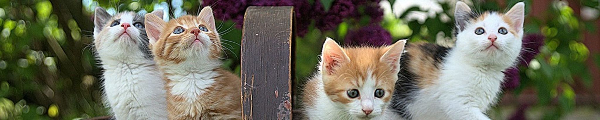 Cover for Carol Louise Cline Schoos's Obituary