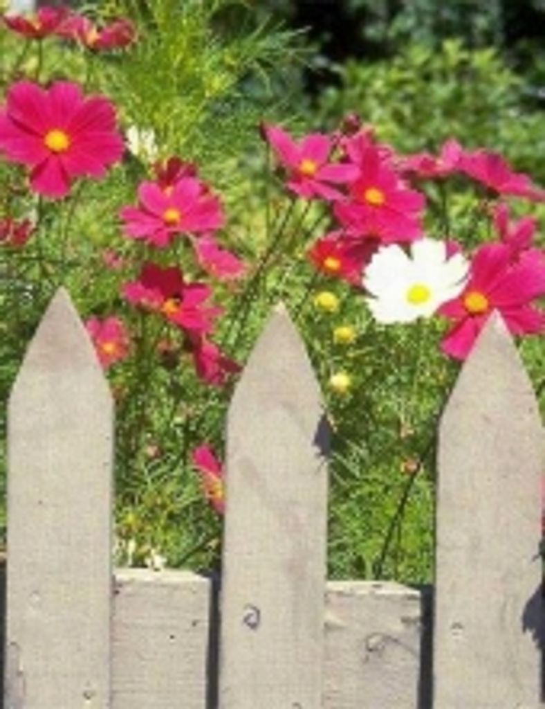 Mary Elizabeth Dresser